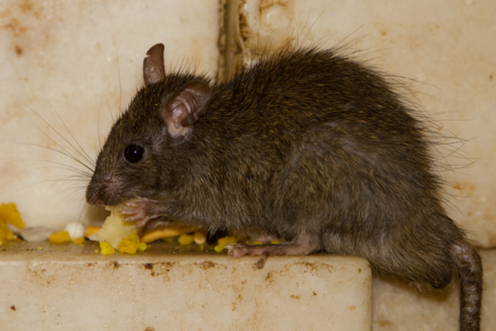 Mouse-Control-and-Extermination-covington-wa