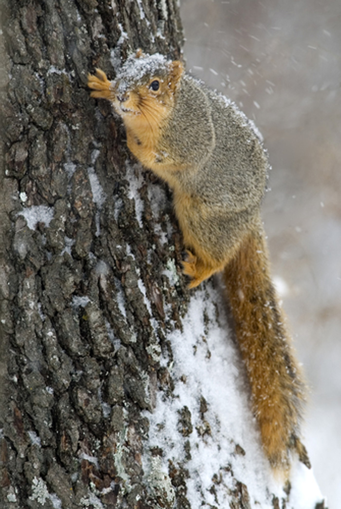 Professional-Rat-Exterminator-Bonney-Lake-wa