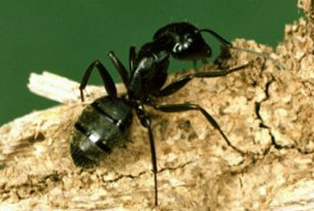 ant-pest-control-sammamish-wa
