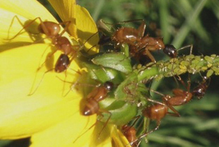 ant-removal-kirkland-wa