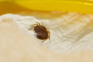 bed-bug-exterminator-black-diamond-wa