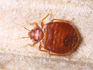 bed-bug-removal-kirkland-wa