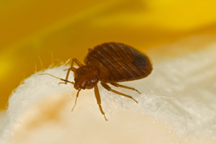 bed-bug-removal-kirkland-wa2