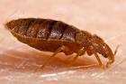 Bed Bug Side View