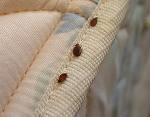 Bed Bug on Mattress