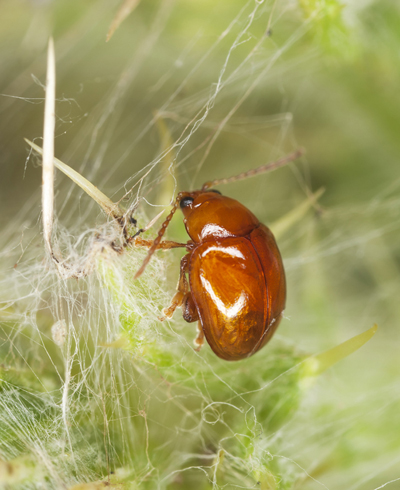 flea-removal-maple-valley