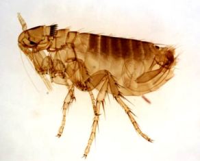 flea-removal-sammamish-wa