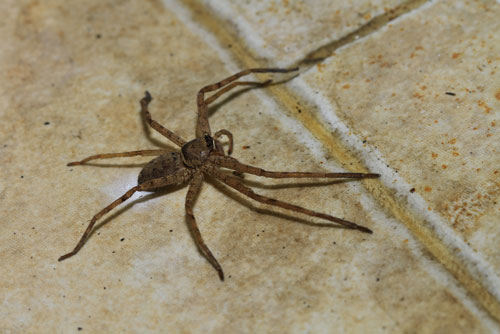 spider-control-milton-wa