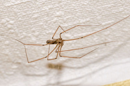 spider-extermination-magnolia-wa