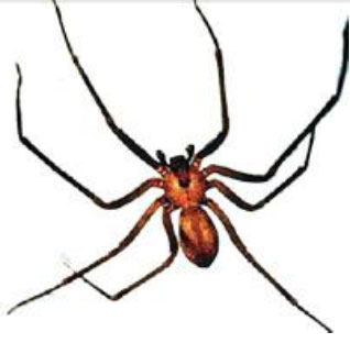 spider-removal-edgewood-wa