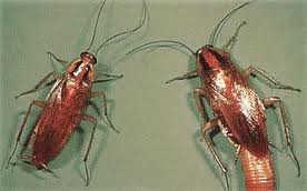 Cockroach-Control-Woodinville-WA