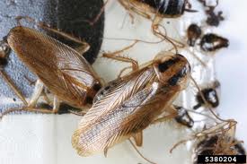 Cockroach-Exterminator-Yelm-WA