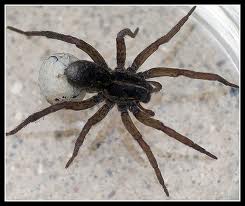 Spider-Extermination-Puyallup-WA
