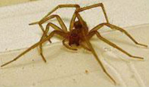 Spider-Extermination-Yelm-WA