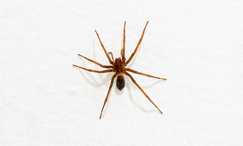 Spider-Removal-Orting-WA