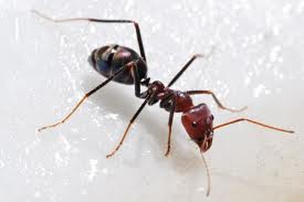 ant-control-issaquah-wa