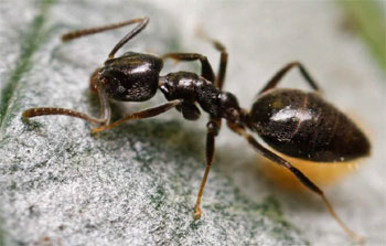 ant-control-tacoma-wa