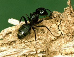 ant-pest-control-bonney-lake-wa