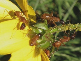 ant-pest-control-issaquah-wa