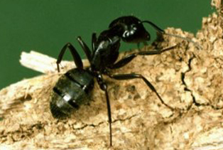 ant-pest-control-kirkland-wa