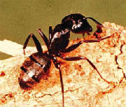 ant-removal-everett-wa