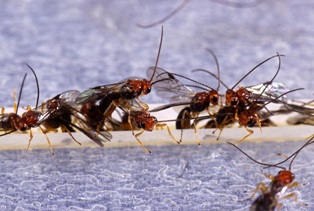 ant-removal-redmond-wa
