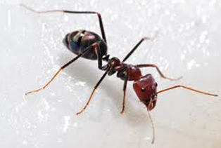 Odorous-House-Ants