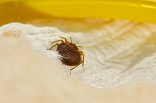 bed-bug-exterminator-black-diamond-wa
