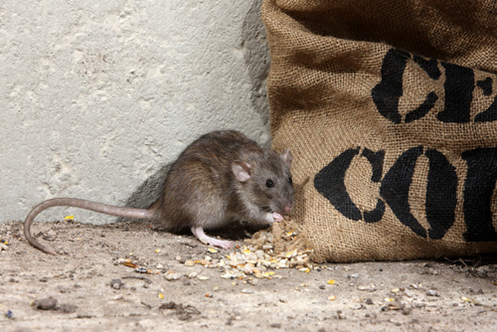 rodent-control-buckley-wa