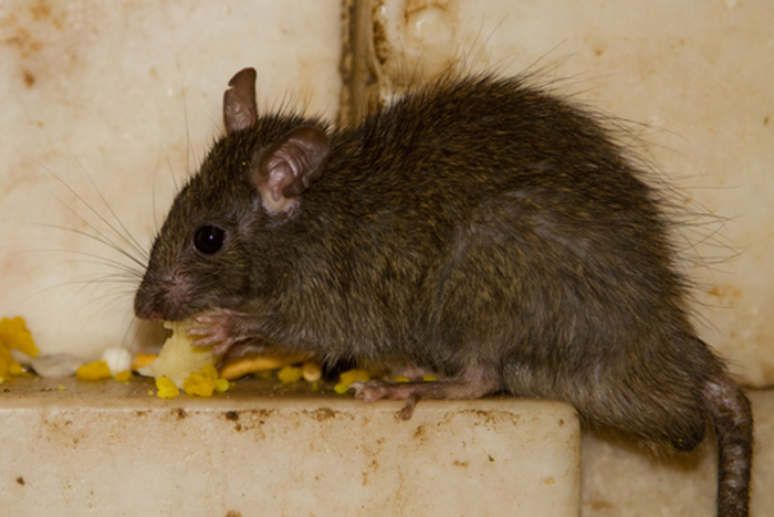 rodent-inspection-yelm-wa
