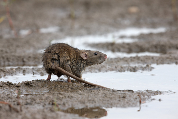 rodent-removal-buckley-wa