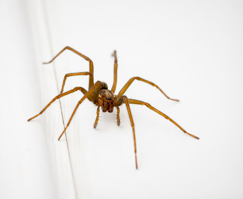 spider-control-snoqualmie-wa