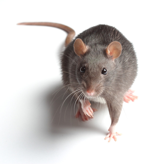 Mouse-Control-and-Extermination-Burien-wa