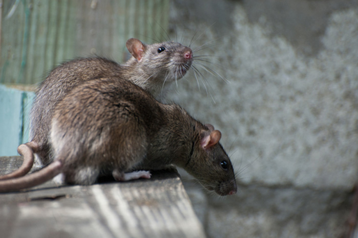 Professional-Rat-Exterminator-Kirkland-wa