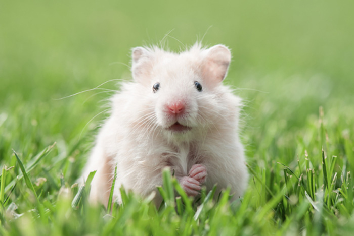 Rodent-Control-Services-Enumclaw-wa