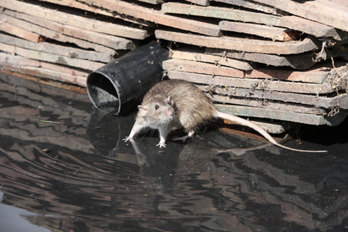 Rodent-Control-Services-Issaquah-wa