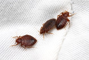 bed-bug-removal-burien-wa