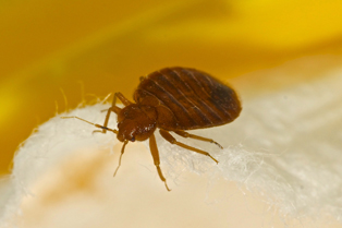bed-bug-removal-burien-wa2