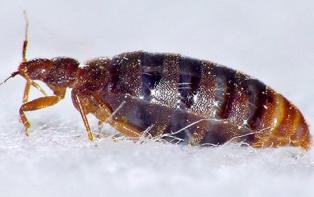 bed-bug-removal-everett-wa1