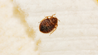 bed-bug-removal-everett-wa2