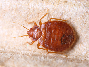 bed-bug-removal-issaquah-wa1