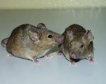 mice extermination