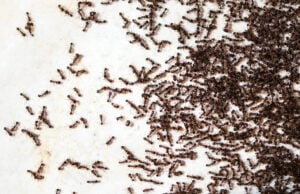 Large swarm of black ants spreading across a light-colored surface