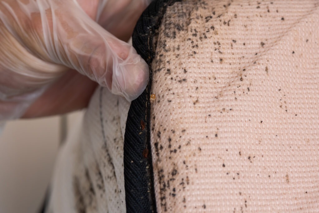 Bed Bug Control Seattle