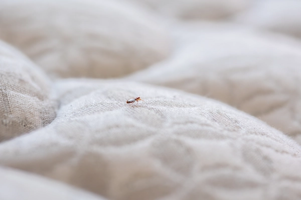 Bed Bug Treatment Seattle