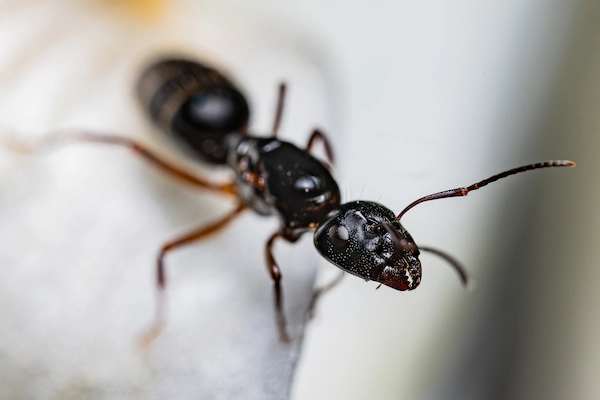 Carpenter Ant Control Seattle