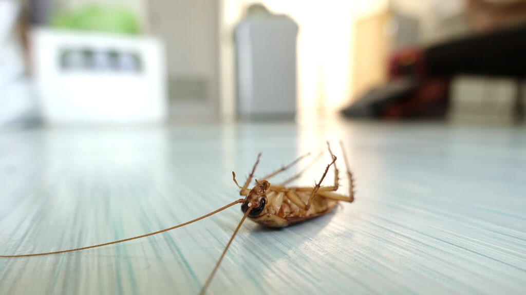 Cockroach Extermination Seattle