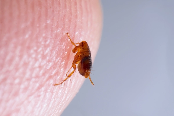 Flea Control Seattle