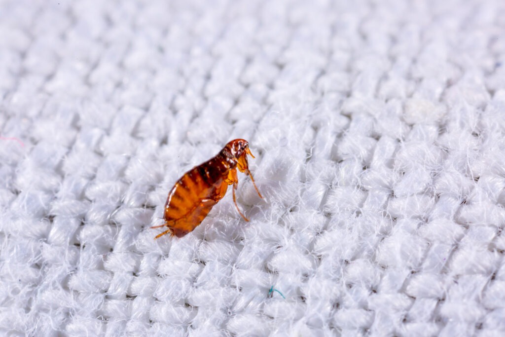 Flea Treatment Seattle