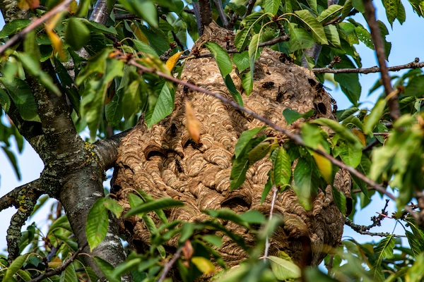 Paper Wasps and Hornet Control Seattle